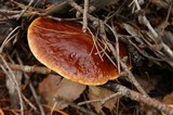 Suillus grevillei image