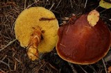 Suillus grevillei image