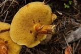Suillus grevillei image