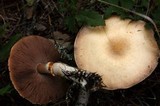 Agaricus silvicola image