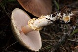 Agaricus silvicola image