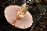 Agaricus silvicola image