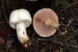 Agaricus silvicola image