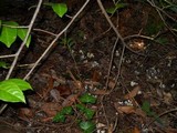 Clavulina coralloides image