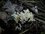 Clavulina coralloides image