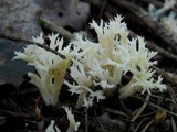 Clavulina coralloides image