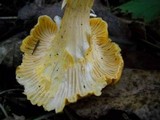 Cantharellus formosus image
