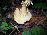 Cantharellus formosus image