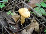 Cantharellus formosus image