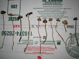 Psilocybe semilanceata image