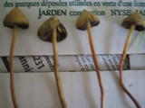 Psilocybe semilanceata image