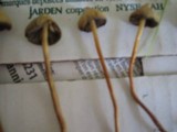 Psilocybe semilanceata image
