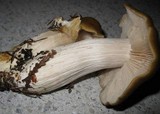 Entoloma lividoalbum image