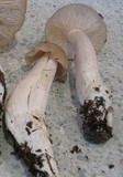 Entoloma lividoalbum image