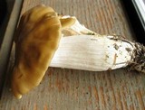 Entoloma lividoalbum image
