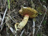 Boletus mendocinensis image