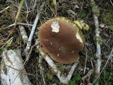 Boletus mendocinensis image