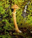 Cystoderma muscicola image