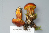 Suillus grevillei image