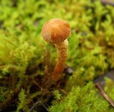 Cystoderma muscicola image