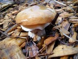 Suillus luteus image