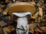 Suillus luteus image