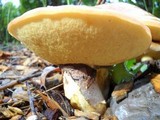 Suillus luteus image