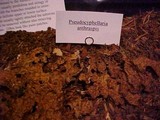 Pseudocyphellaria anthraspis image