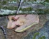 Suillus ochraceoroseus image