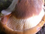 Tapinella atrotomentosa image