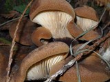 Tapinella atrotomentosa image
