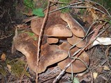 Tapinella atrotomentosa image