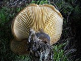 Tapinella atrotomentosa image