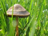 Panaeolus subbalteatus image
