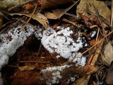 Ceratiomyxa fruticulosa var. fruticulosa image