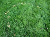 Marasmius oreades image
