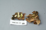 Trichaptum abietinum image