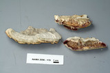 Trichaptum subchartaceum image