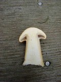 Phaeolepiota aurea image