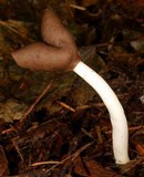 Helvella elastica image