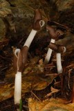 Helvella elastica image