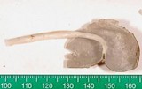 Helvella elastica image