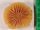 Hygrocybe laeta var. laeta image