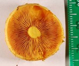 Pholiota flammans image