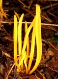 Clavulinopsis fusiformis image