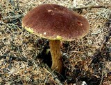 Boletellus mirabilis image