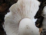 Tricholoma subresplendens image