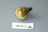 Tricholoma saponaceum image