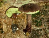 Boletellus mirabilis image