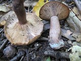 Lactarius quietus image